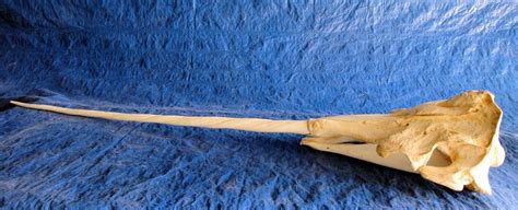 Narwhal Skull With Tusk | Animal skulls, Weird animals, Skull sleeve