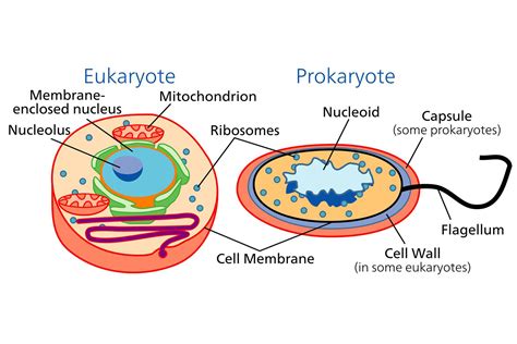 Are All Organisms Made Of Cells? Exploring The Cellular Basis Of Life ...