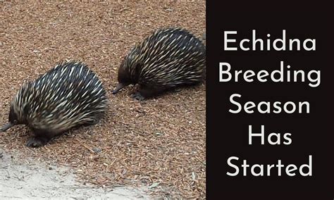 Echidna Breeding Season Has Started | Chittering Wildlife Carers Inc.