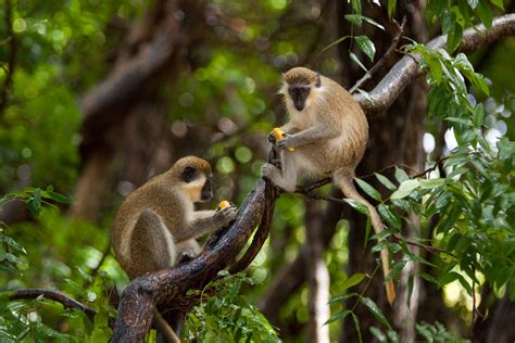 green monkeys barbados wildlife reserve | Barbados | Pinterest ...