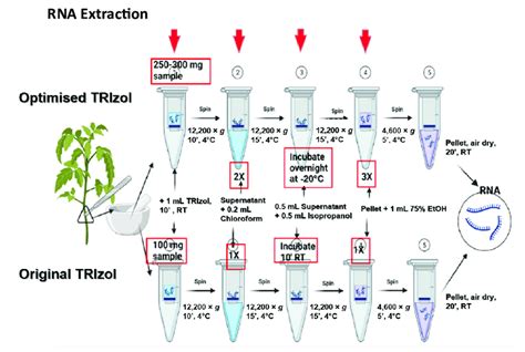 Workflow of RNA extraction using TRIzol reagent: Original protocol ...