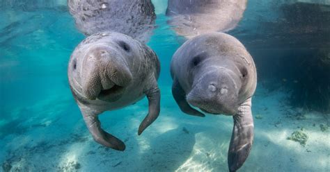 A Guide to Seeing Manatees in Crystal River, FL | Discover Crystal River