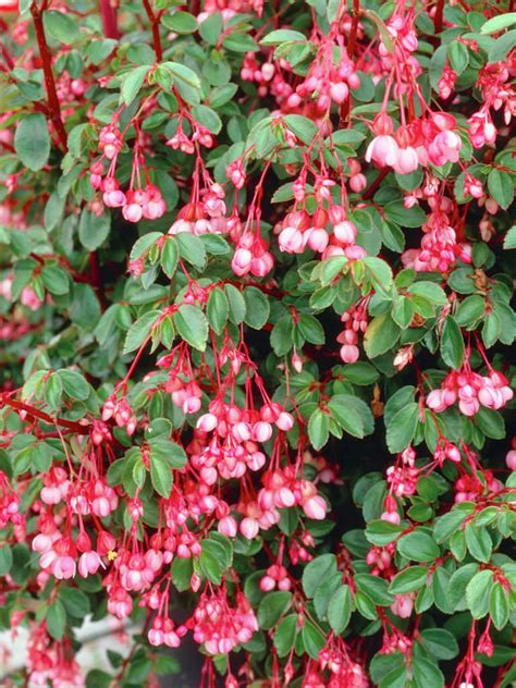 Begonia fuchsioides (Fuchsia Begonia) - World of Flowering Plants