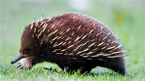 Short-beaked echidna – spiny strongman | DinoAnimals.com