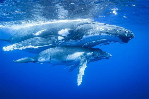 Humpback Whale Breeding