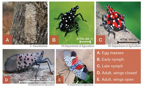 Invasive Lanternfly Spotted in Pittsburgh Area - The Allegheny Front