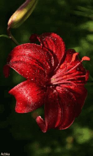 Flowers For You GIF - Flowers For You - Discover & Share GIFs