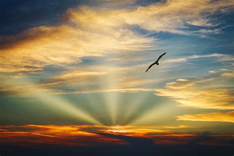 Pájaro volando puesta de sol noche vista nubes hermoso cielo ...