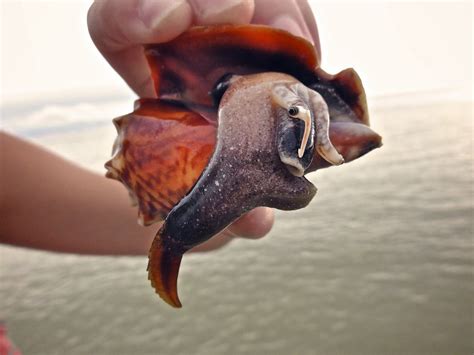 Alexis was in Sanibel, Fl looking for some pretty shells when she found ...