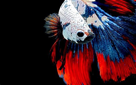 Betta Fish Desktop Wallpapers - Top Free Betta Fish Desktop Backgrounds ...