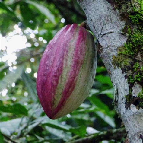 Cocoa Tree Flower / Flower Of The Cocoa Tree Theobroma Cacao The Flower ...