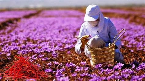 Saffron Harvesting Process That Are At Another Level | Saffron making ...