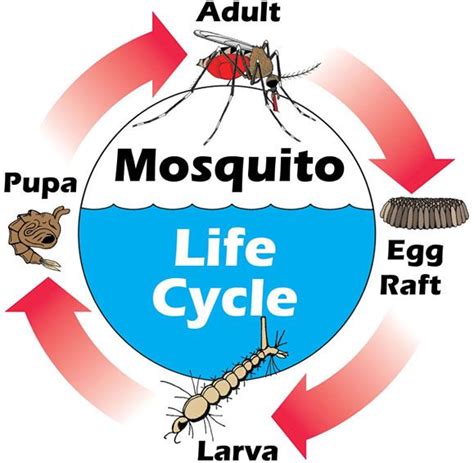 Mosquito Life Cycle | Portsmouth, VA