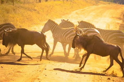 Migration in Serengeti : r/photographs