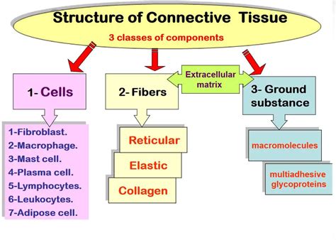 Connective Tissue Structure