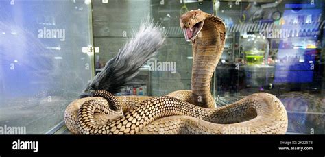 Snake dog hybrid hi-res stock photography and images - Alamy