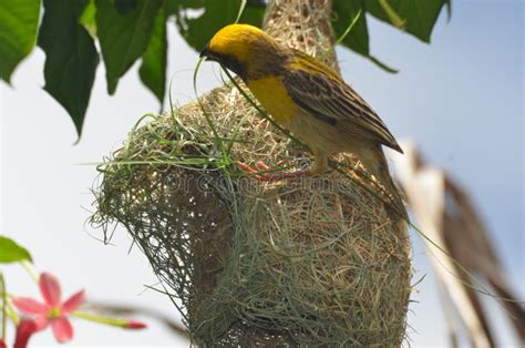 A Weaver Bird Weaving Its Nest. Stock Photo - Image of nature, bird ...