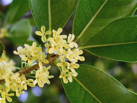 OSMANTHUS fragrans | Osmanthe fragante, olivier odorant, olivier de ...