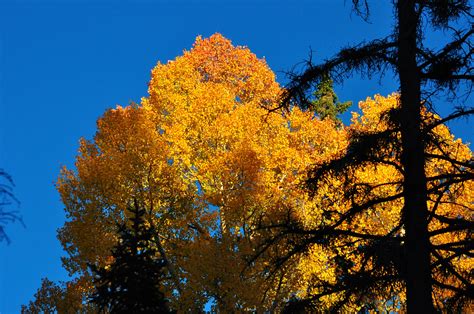 White Mountains Fall Foliage | Prescott Woman Magazine