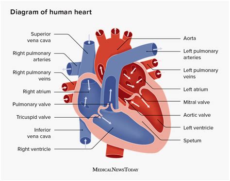 Human Heart Diagram Simple