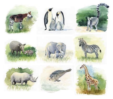 Watercolor zoo :) on Behance