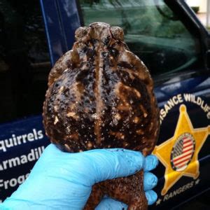 Cane Toad Removal - Nuisance Wildlife Rangers