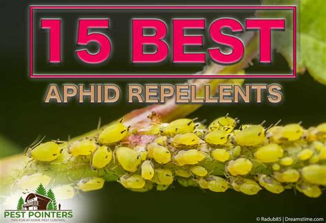 15 Best Aphid Repellents and How to Use Them - Pest Pointers