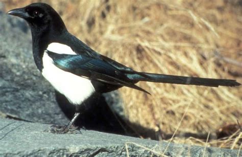 Black-Billed Magpie - American Magpie - Profile | Facts | Traits - Bird ...