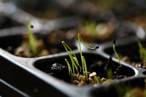 How To Grow Chives From Seed Indoors- Planting And Care - Farmhouse ...