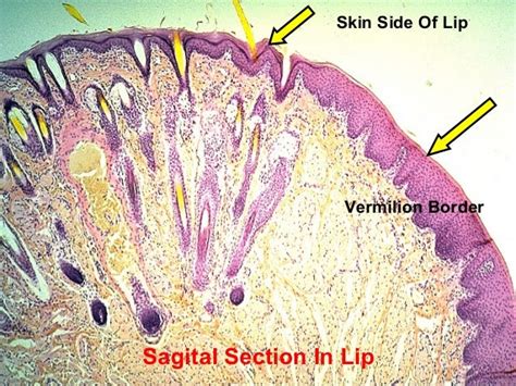 Practical oral histology ii