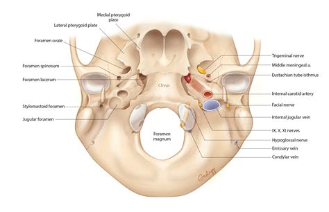 Overview of Temporal Bone – Oto Surgery Atlas