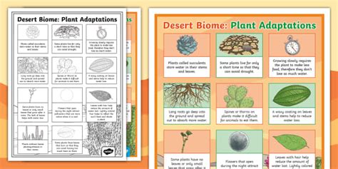 Desert Biome: Plant Adaptations Poster (teacher made)