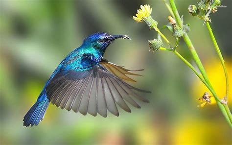 Humming Bird Wallpapers - Wallpaper Cave