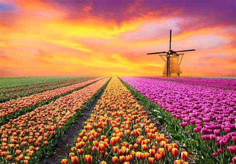 Tulip Field in Netherlands – Most of the tulip farms in Holland are ...