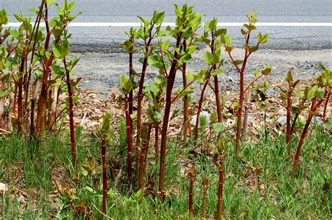 How to Get Rid of Japanese Knotweed