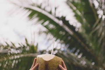 Tour a Coconut Farm in Maui, HI | Maui Coconut Tour