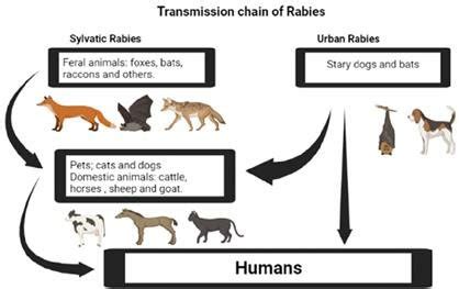 The sylvatic and urban transmission chains of Rabies, Sylvatic mostly ...