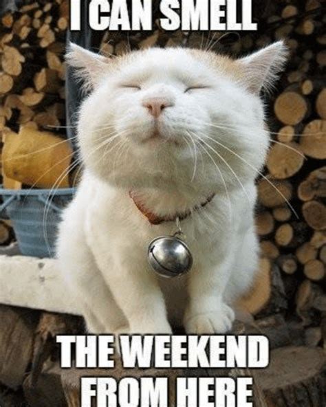 Almost The Weekend Cat Meme | Meme Baby