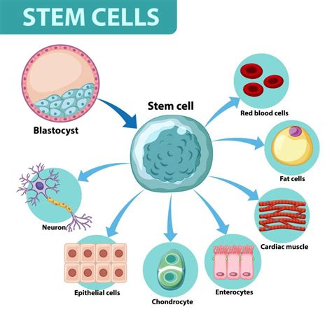 What Stem Cell is and its use? - GeeksforGeeks