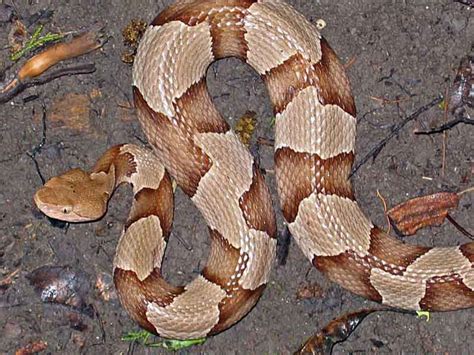 Copperhead Snake Habitat and Reproduction ~ planetanimalzone