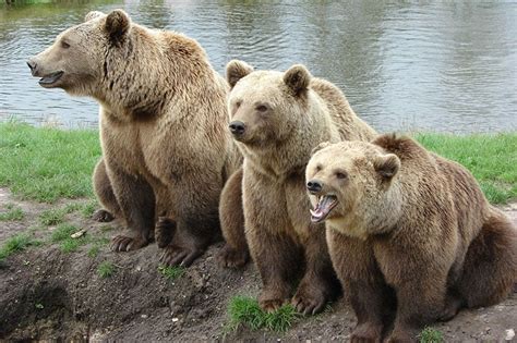 Grizzly Bear vs Kodiak Bear vs Brown Bear - What’s the Difference?