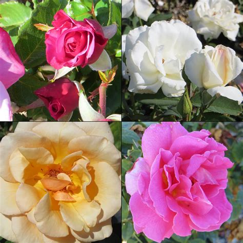 Rosa - Hybrid Tea Roses - Boething Treeland Farms