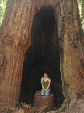 Muir Woods – Ancient Redwood Forest