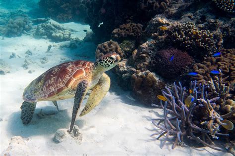 Our Favorite Snorkeling Great Barrier Reef Edition