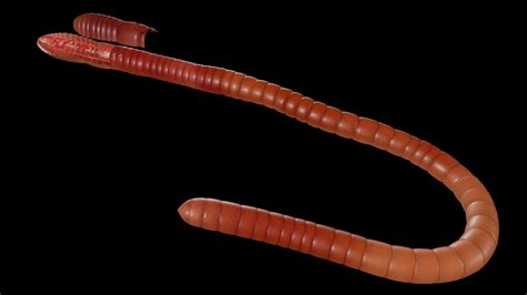 Earthworm circulatory system 3D Model $59 - .obj .ma - Free3D