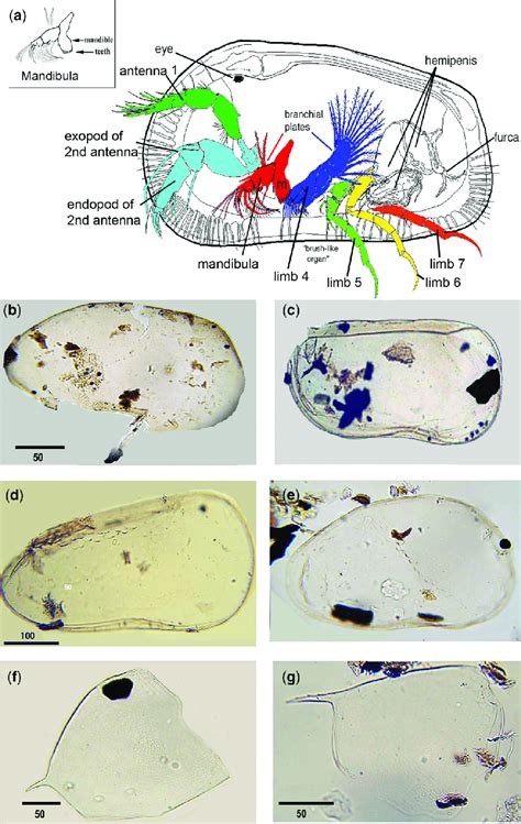 Marine ostracod morphology and cuticle linings, and cladoceran remains ...