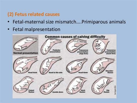 Fetal Development Cow Pregnancy Stages