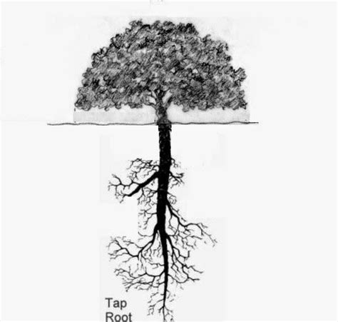 Taproot, Root System, Tree Roots, Oak Tree, Balcony Garden, Lamp Post ...