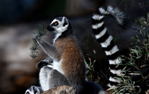 Almost All of Madagascar's Lemurs Are Threatened by Hunting, Habitat ...