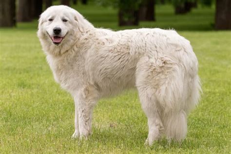 10 Best LGD Farm Dog Breeds to Herd & Protect Your Livestock